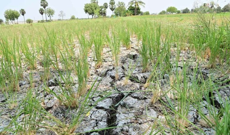 Farmers are alleging that the negligent attitude of irrigation officials and lack of monitoring of works by Agriculture Minister Tummala Nageswara Rao, Revenue Minister Ponguleti Srinivas Reddy, who represents Palair constituency and deputy Chief Minister Mallu Bhatti Vikramarka caused delay in completing repairs.