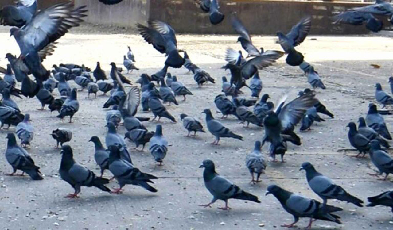 Four persons thrash man for feeding pigeons in Thane, booked