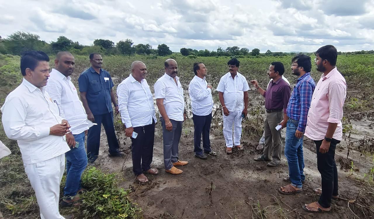 Crops in over 10,000 acres damaged in Medak