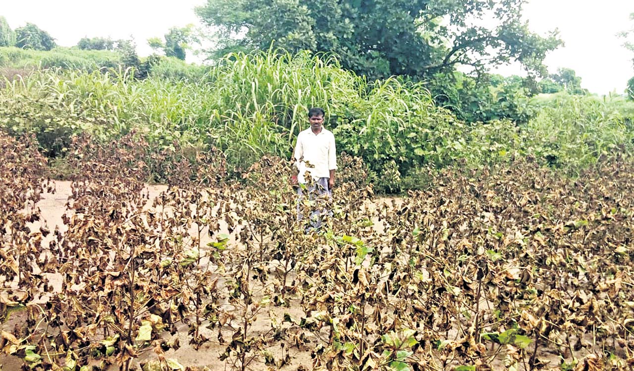 Govt releases Rs 79.57 cr compensation for crop losses due to heavy rains