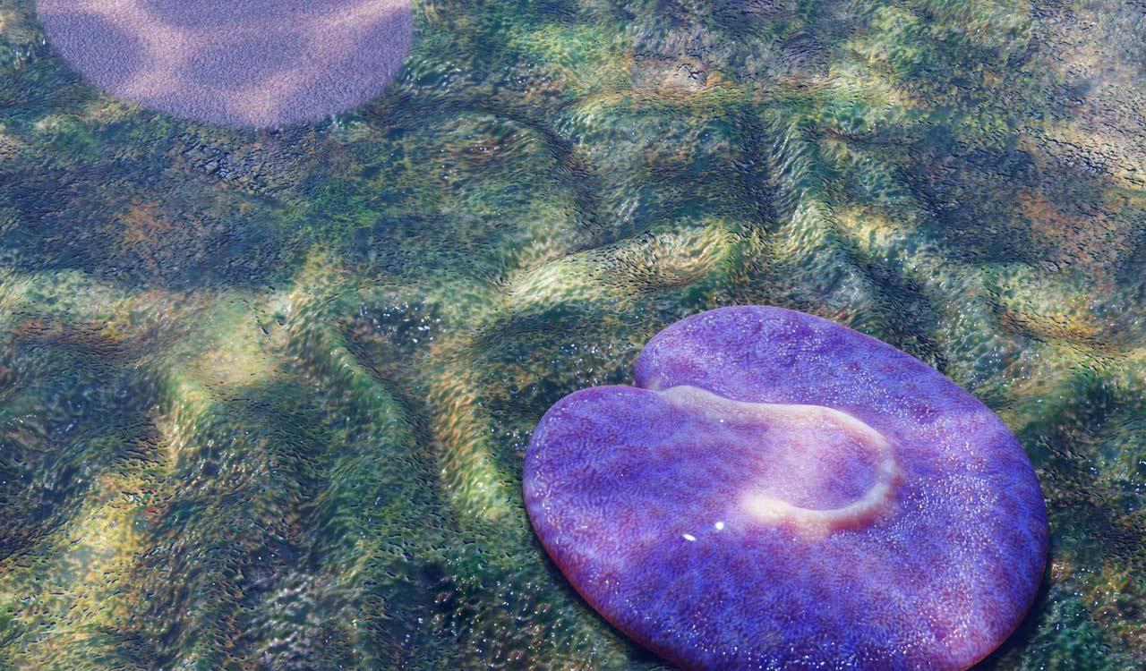 Earliest known asymmetrical animal