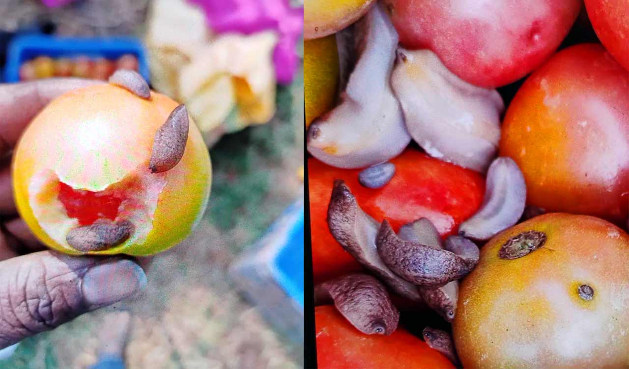 Siddipet: Beer to save horticulture farmers from slug menace