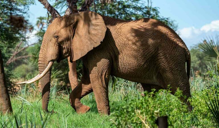 Elephant panics during Telugu film shoot in Kerala, found in forest after 12-hour search