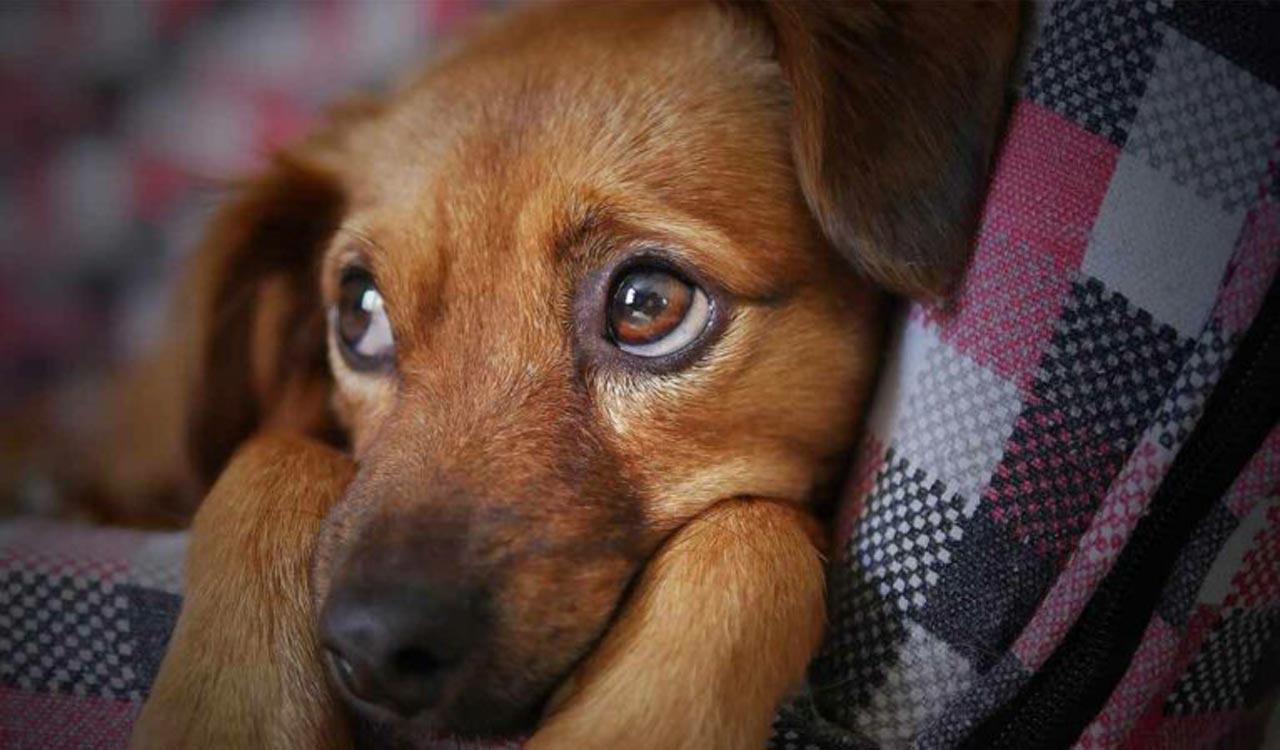 Man booked for killing dog in Karimnagar after Maneka Gandhi intervenes