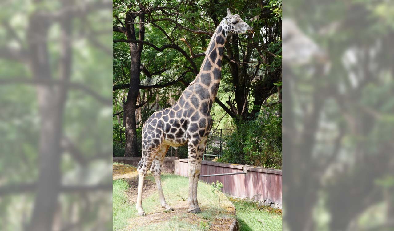 20-year-old giraffe ‘Tsunami Basant’ died today at Nehru Zoo Park -Telangana