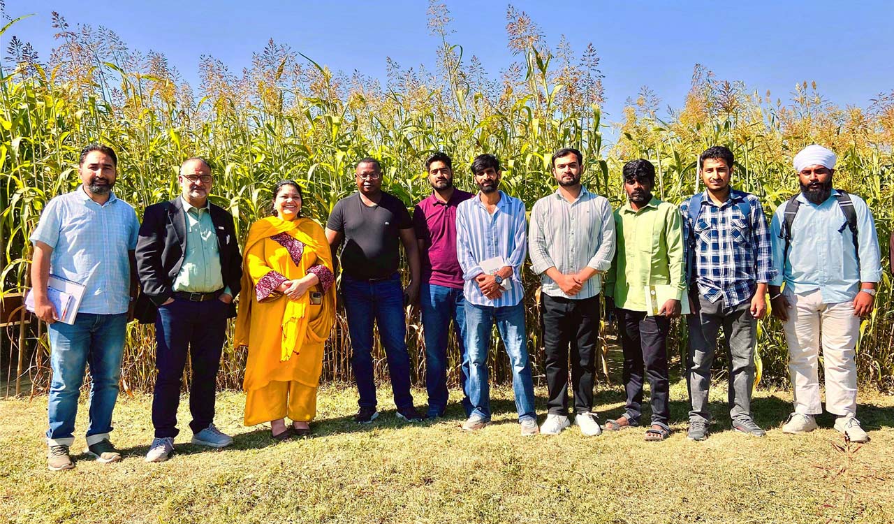 ICRISAT, SKUAST develop first cold-tolerant sorghum in J&K
