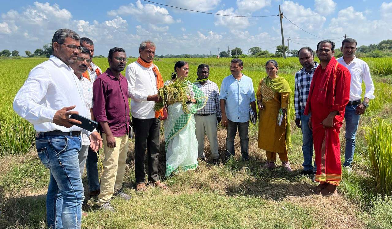 Agriculture varsity scientists visit paddy fields in Karimnagar