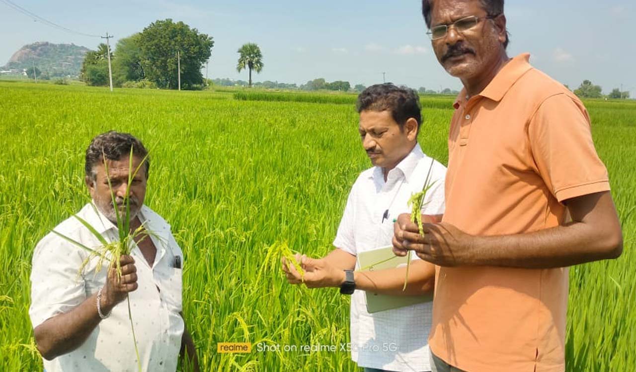 Karimnagar farmers worried as spurious seeds threaten Vanakalam crop