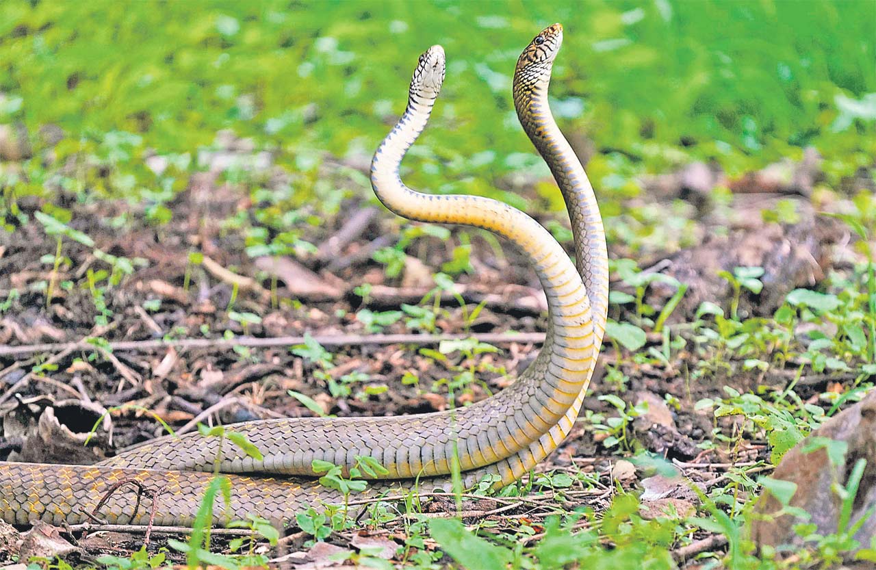 India’s fascinating snakes: Biodiversity, encounters, and the vital role of serpents in ecosystems
