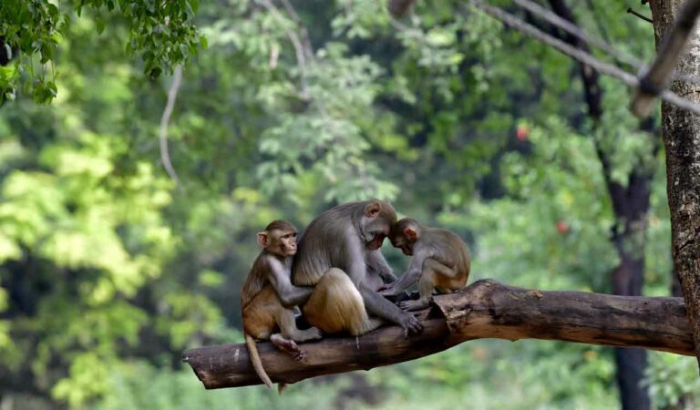 Monkey