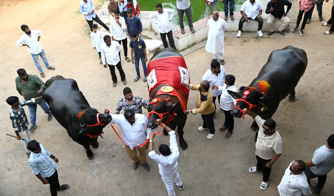 Hyderabad: 1.8 ton Gholu-2 to steal the show this Sadar