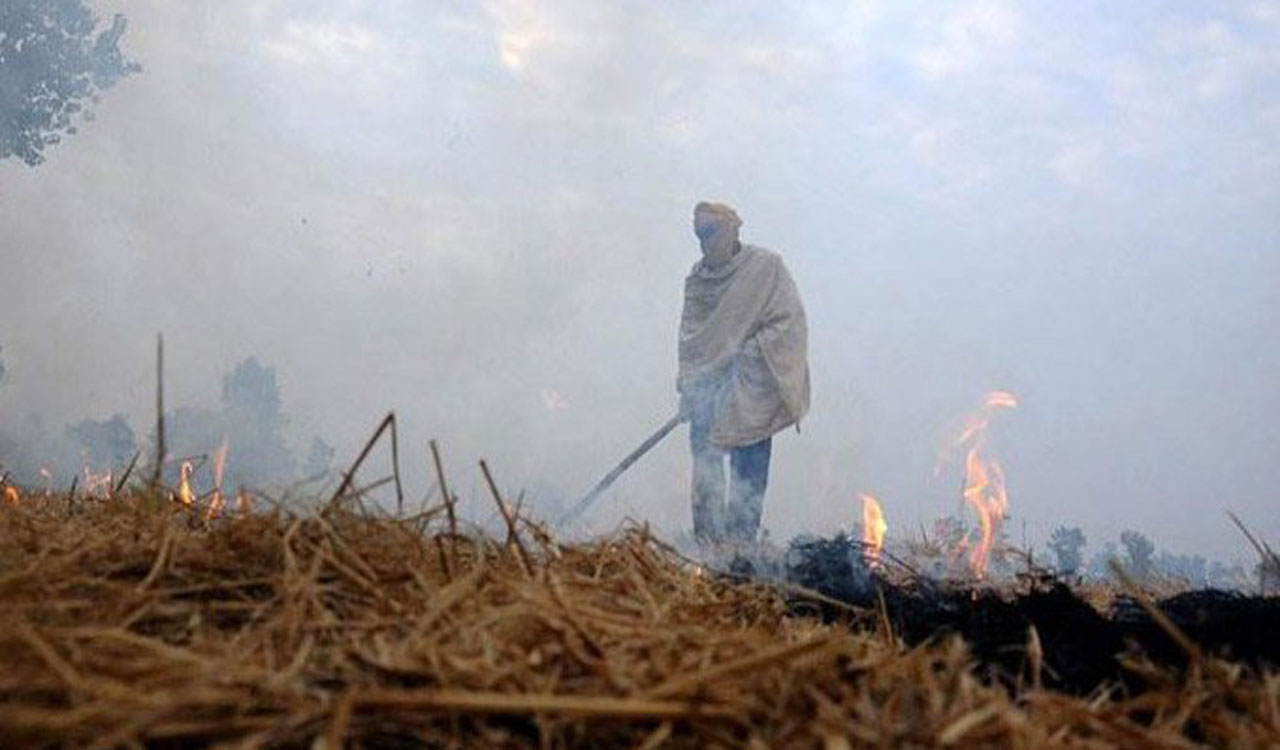 SC raps Haryana government for stubble burning
