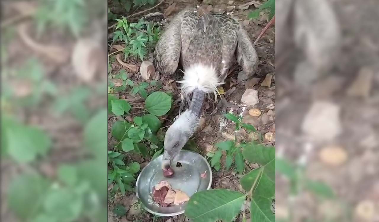 Watch: BNHS tagged Indian vulture spotted in Kothagudem