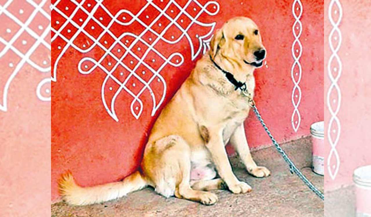Woman, son kill dog by hanging it from tree in Pune, booked
