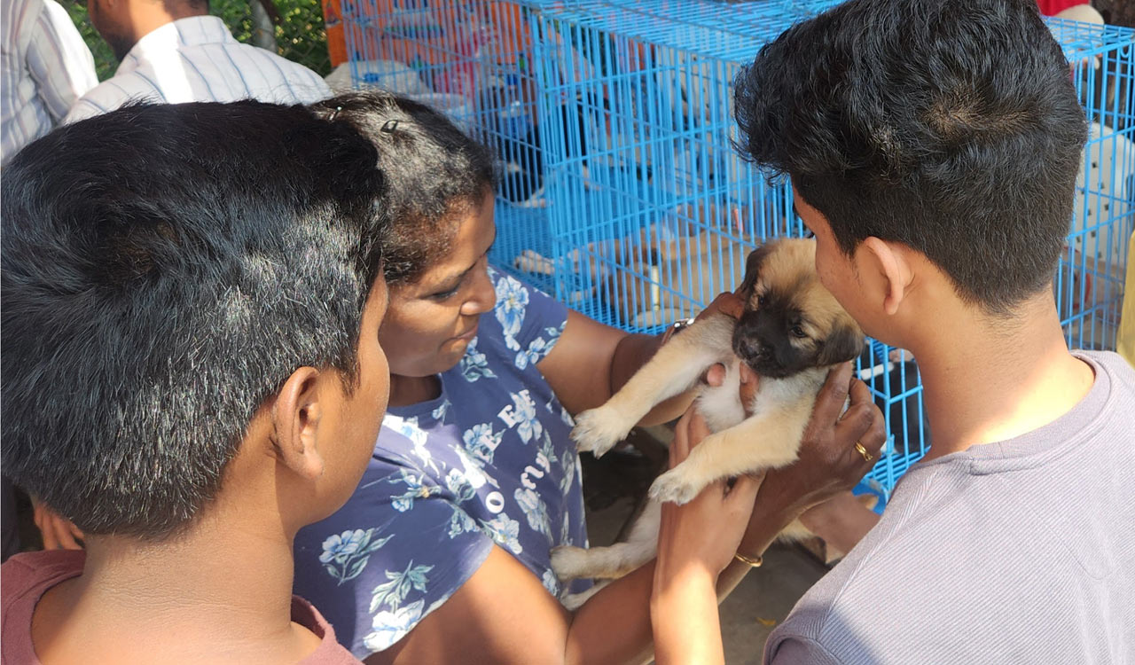 Pet adoption organisation hosts heartwarming drive for Indian dog breeds