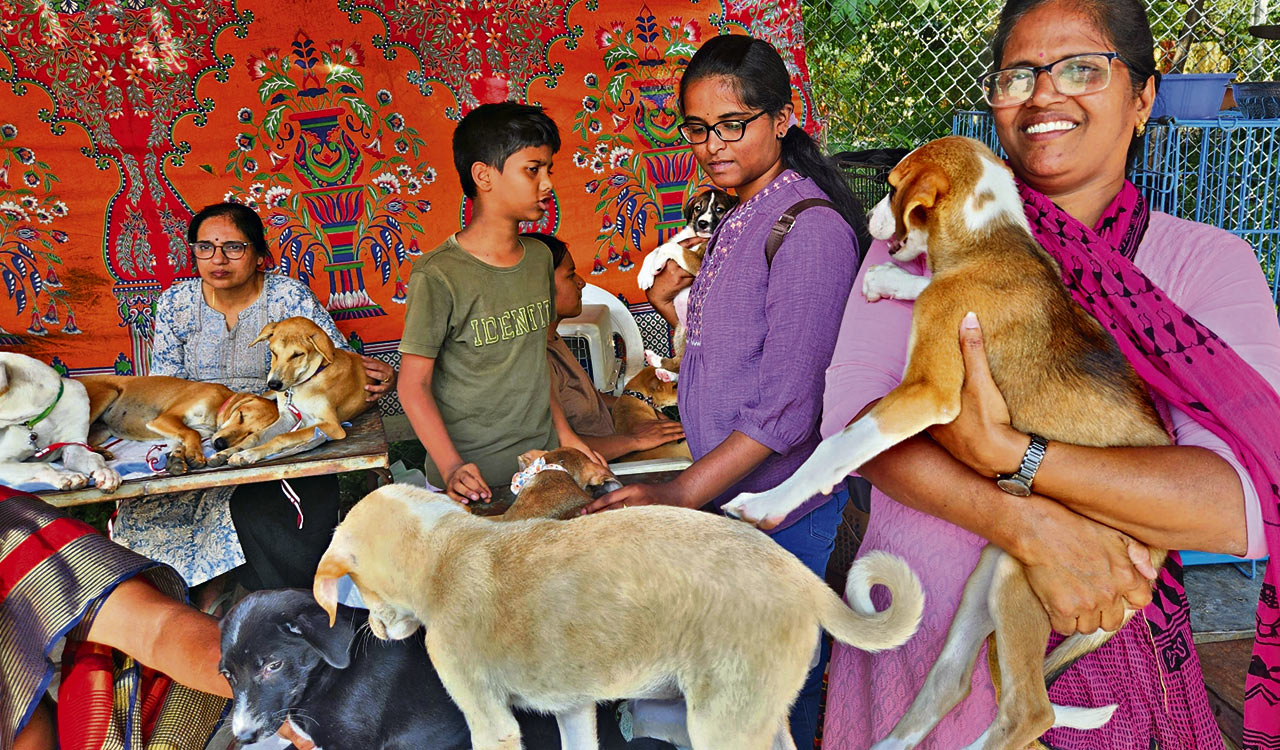 Pet adoption organisation hosts heartwarming drive for Indian dog breeds-Telangana Today