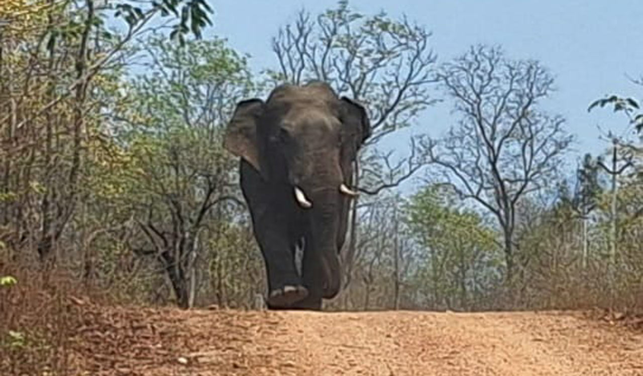 Elephant which killed two farmers in Telangana arrives in Maharashtra again