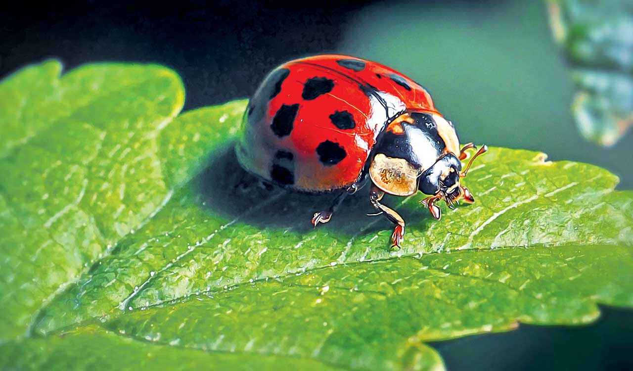 Do ladybugs really bring fortune?