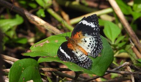 Leopard Lacewing Butterfly