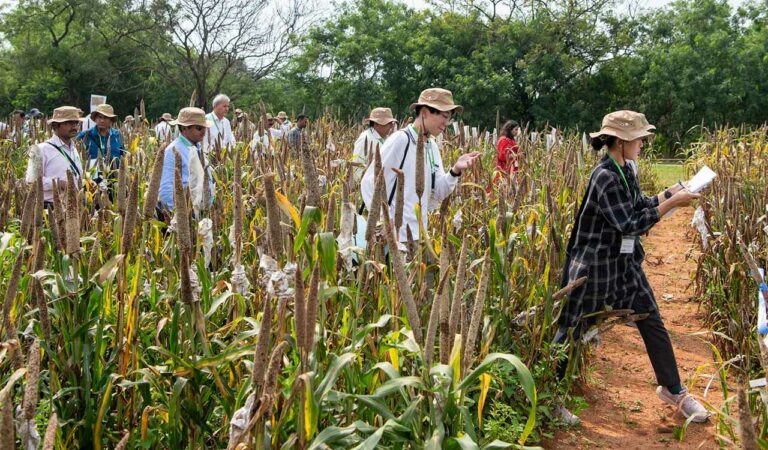ICRISAT hosts pearl millet scientists' field day in Hyderabad