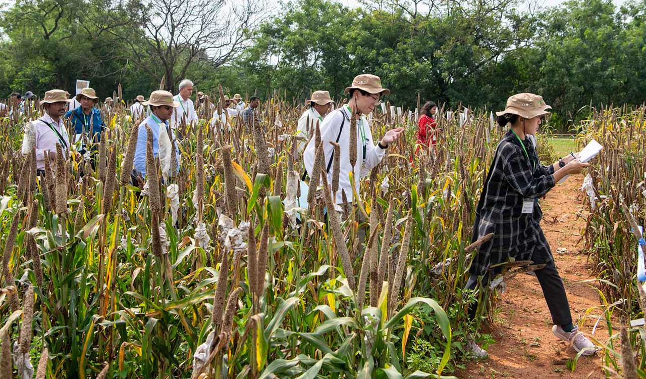 ICRISAT hosts pearl millet scientists’ field day in Hyderabad
