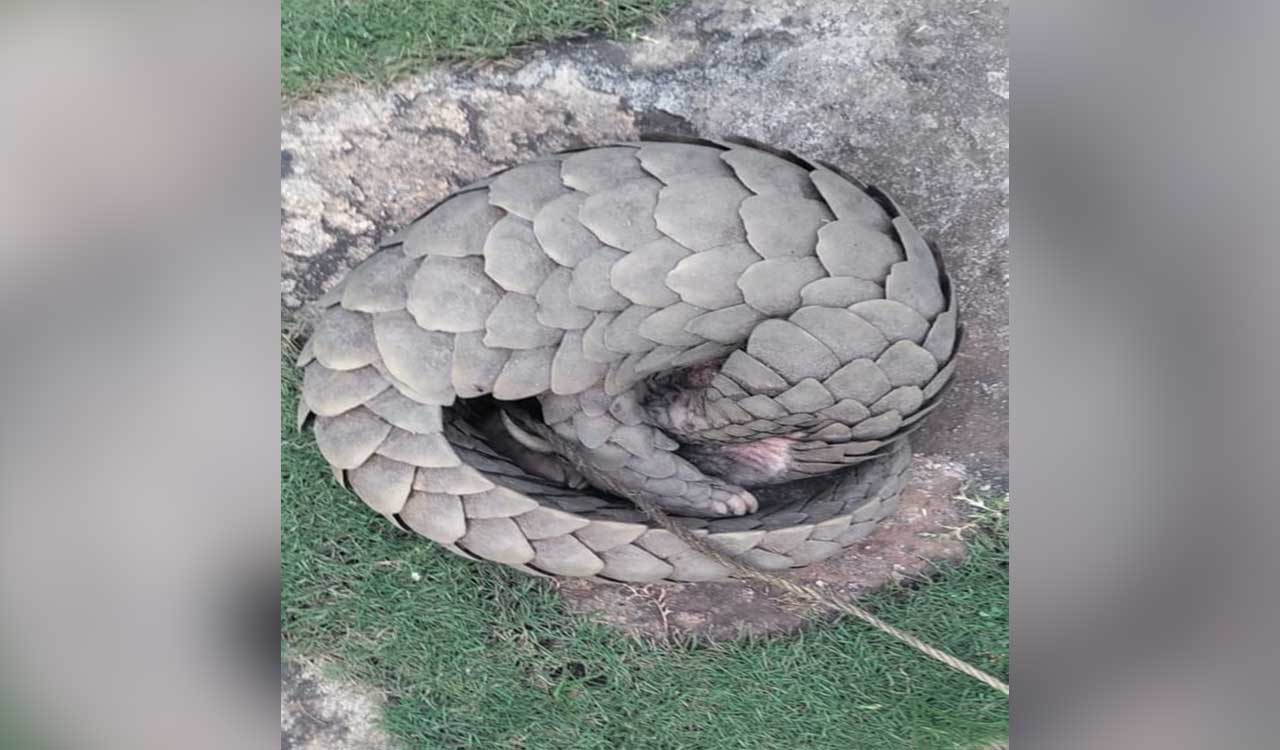 Five arrested by WJC and WCCB Chennai for trying to sell Pangolin in Warangal