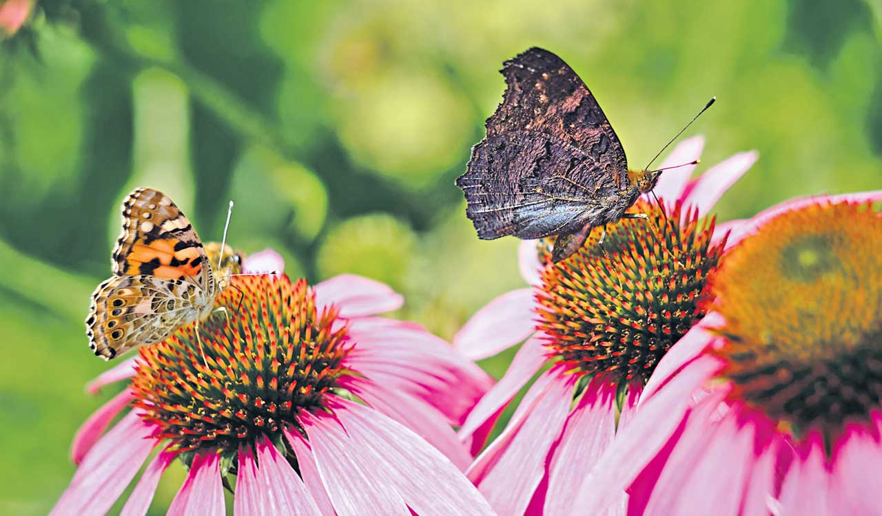 How do pollinators get attracted to flowers?