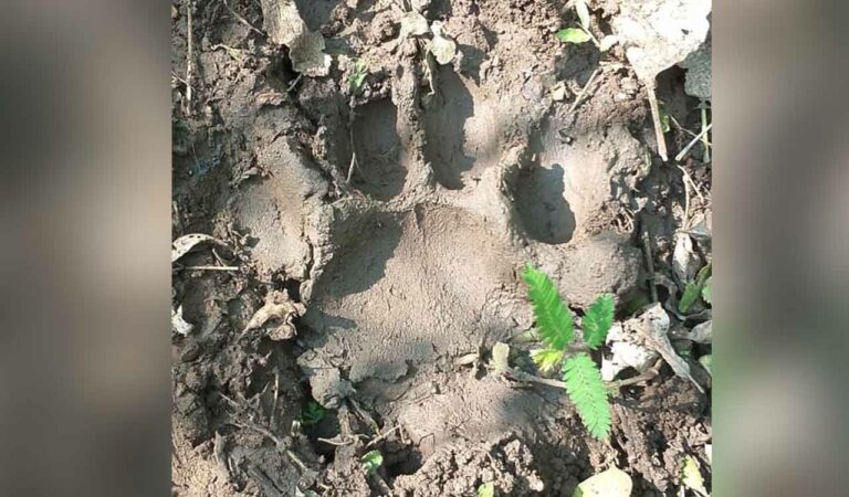 District Forest Officer Prashant Patil said that a tiger residing in the forests of Kinwat in Maharashtra drifted towards Telangana and strayed into the forest of Boath a few days back.