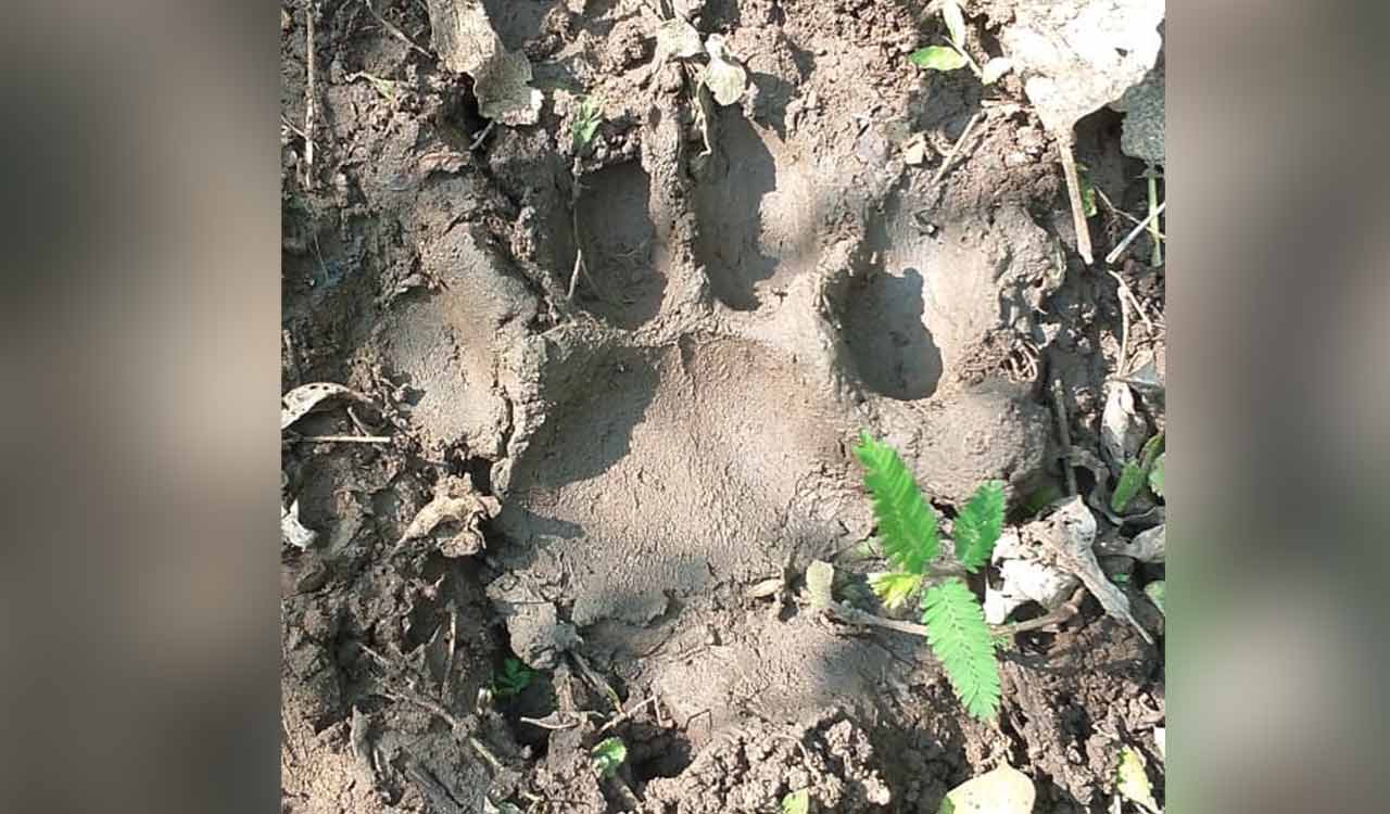 Tiger from Maharashtra triggers panic in Adilabad