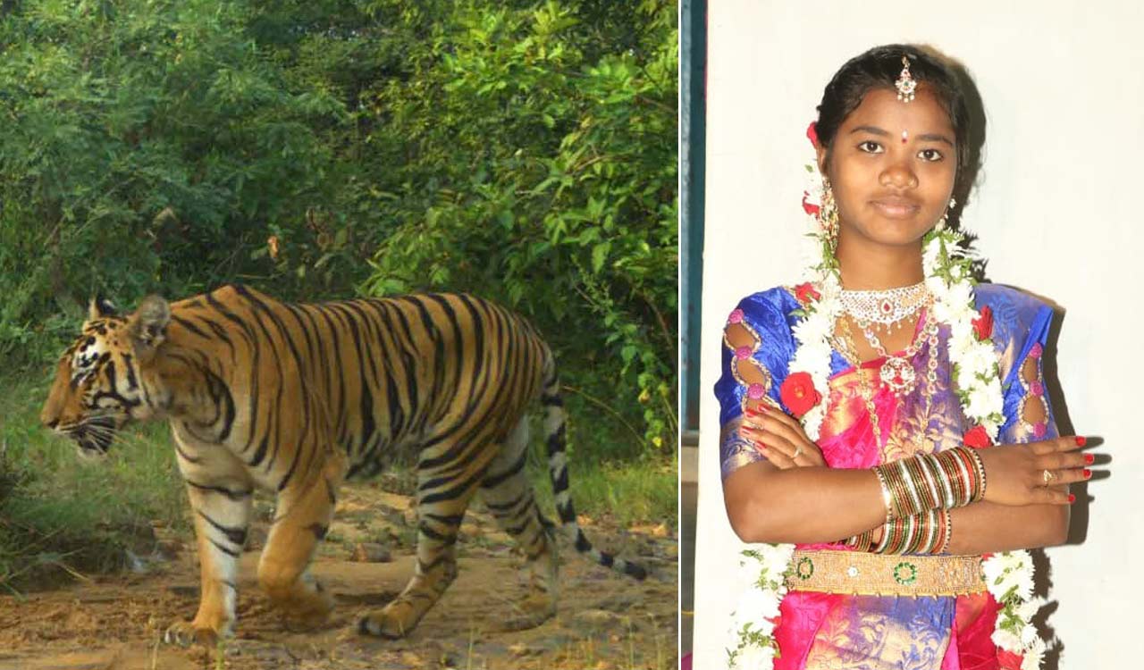 Woman killed by tiger: Forest officials issue SOP for villagers in Asifabad