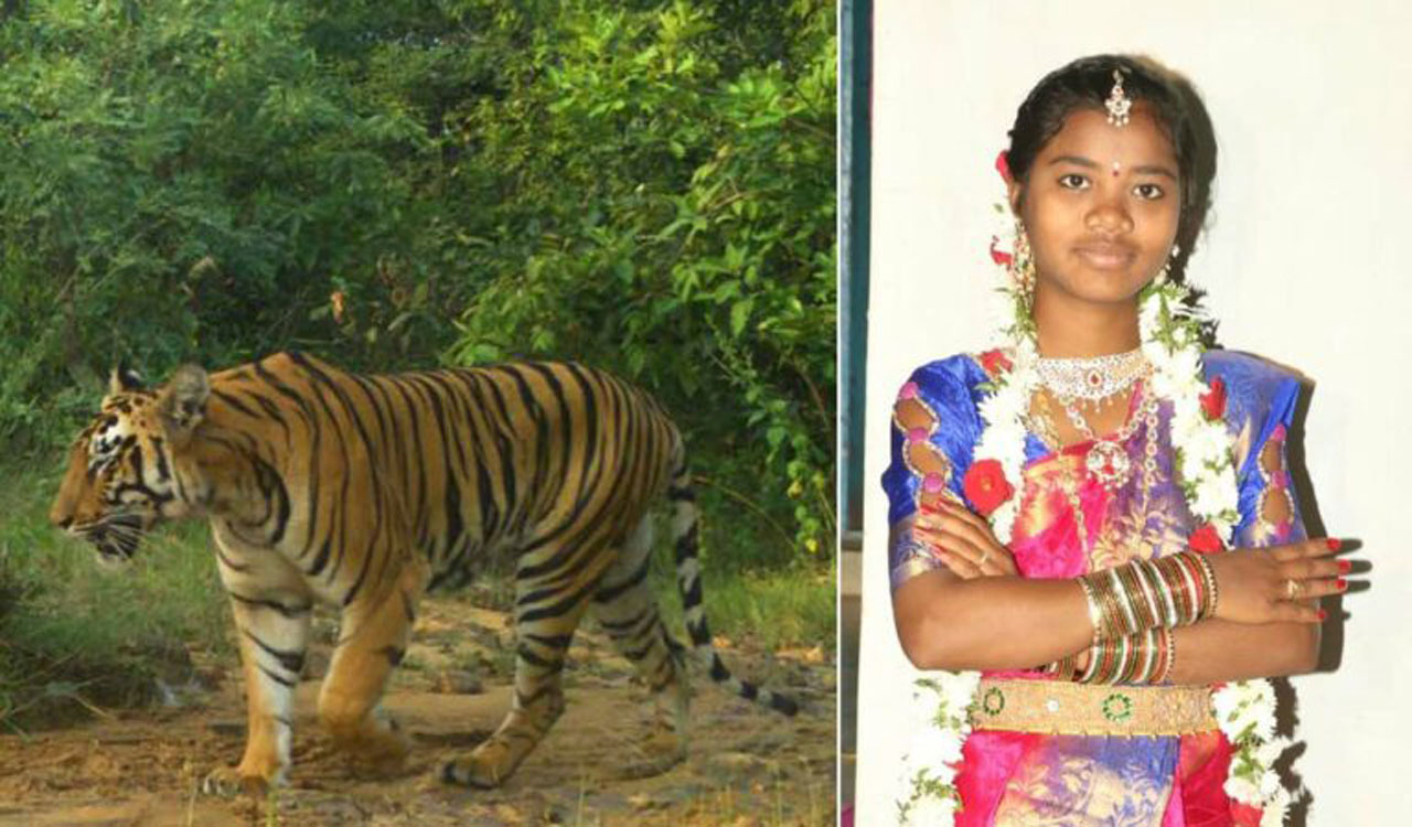 Telangana: Forest officials fly drone cameras, locate killer tiger in Asifabad