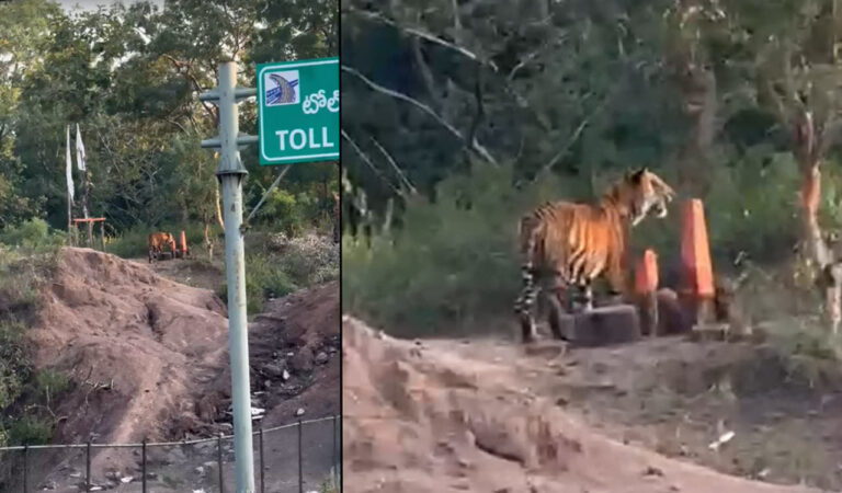 Asifabad Tiger