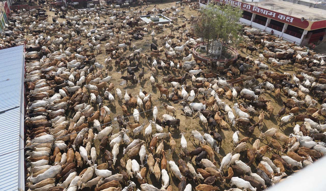 ‘Maha Annakut Mahotsav’ to be celebrated at Satyam Shivam Sundaram Gau Nivas on Sunday