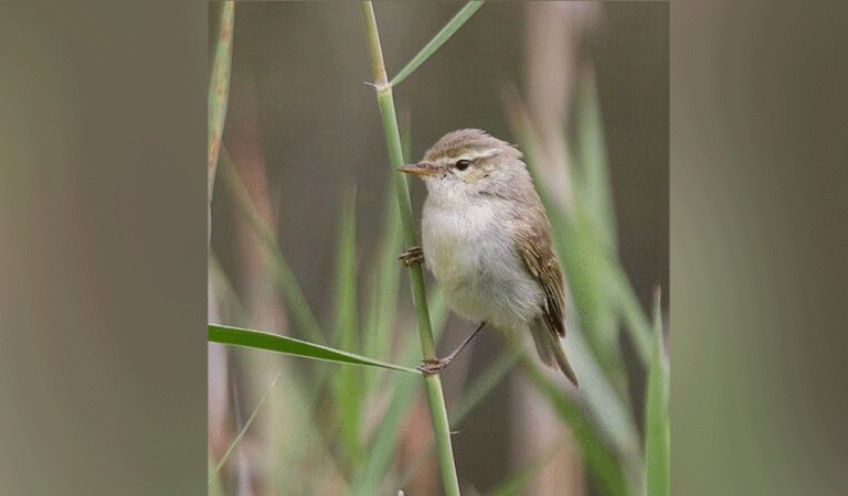 Russian native bird, Greenish Warbler, sighted in forests of Mancherial for first time