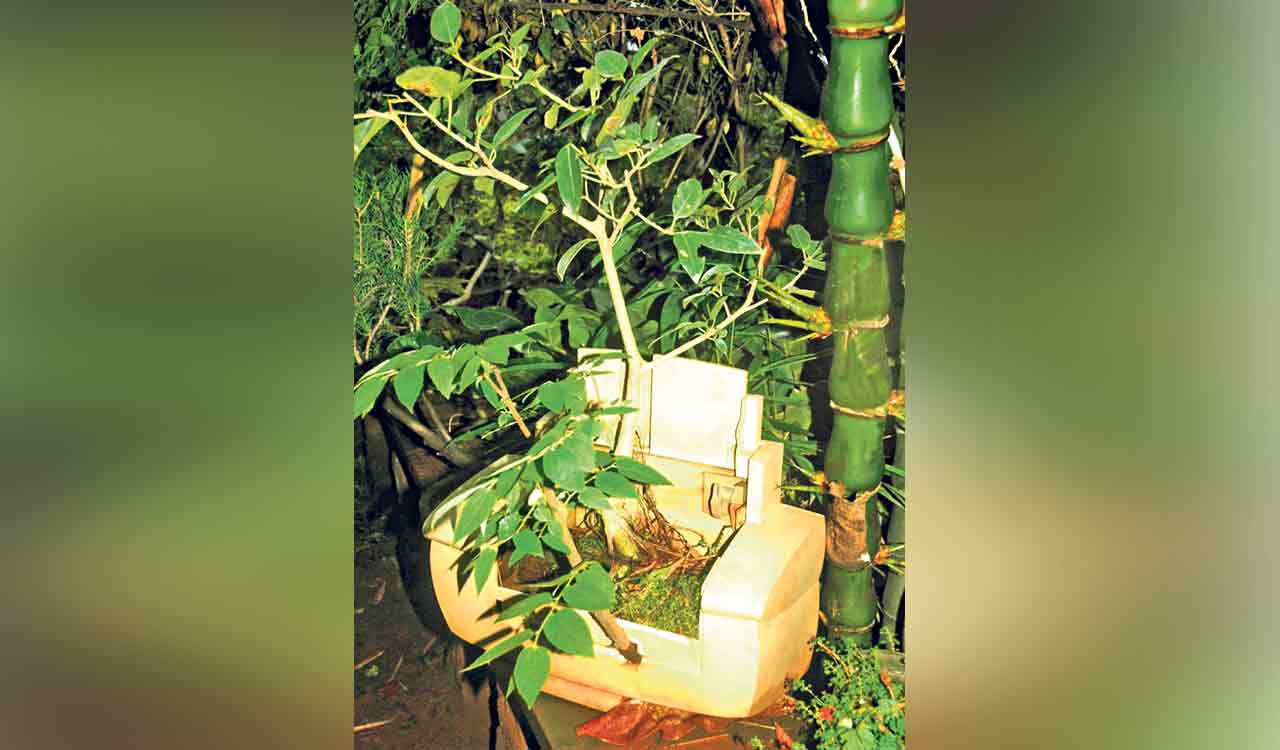 Hyderabad researchers discover household plants that extract toxic metals from E-waste