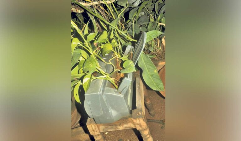 Hyderabad Researchers Discover Household Plants That Extract Toxic Metals From E Waste Q (4)