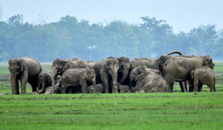 Jumbo deaths