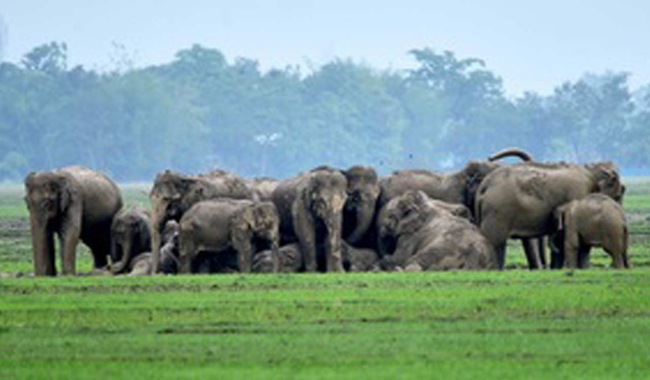 MP Forest Dept to reshuffle staff at Bandhavgarh Tiger Reserve after elephant deaths
