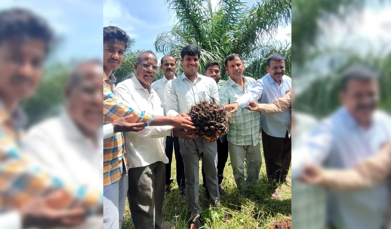 Siddipet: Oil palm prices go up as farmers go for first harvest