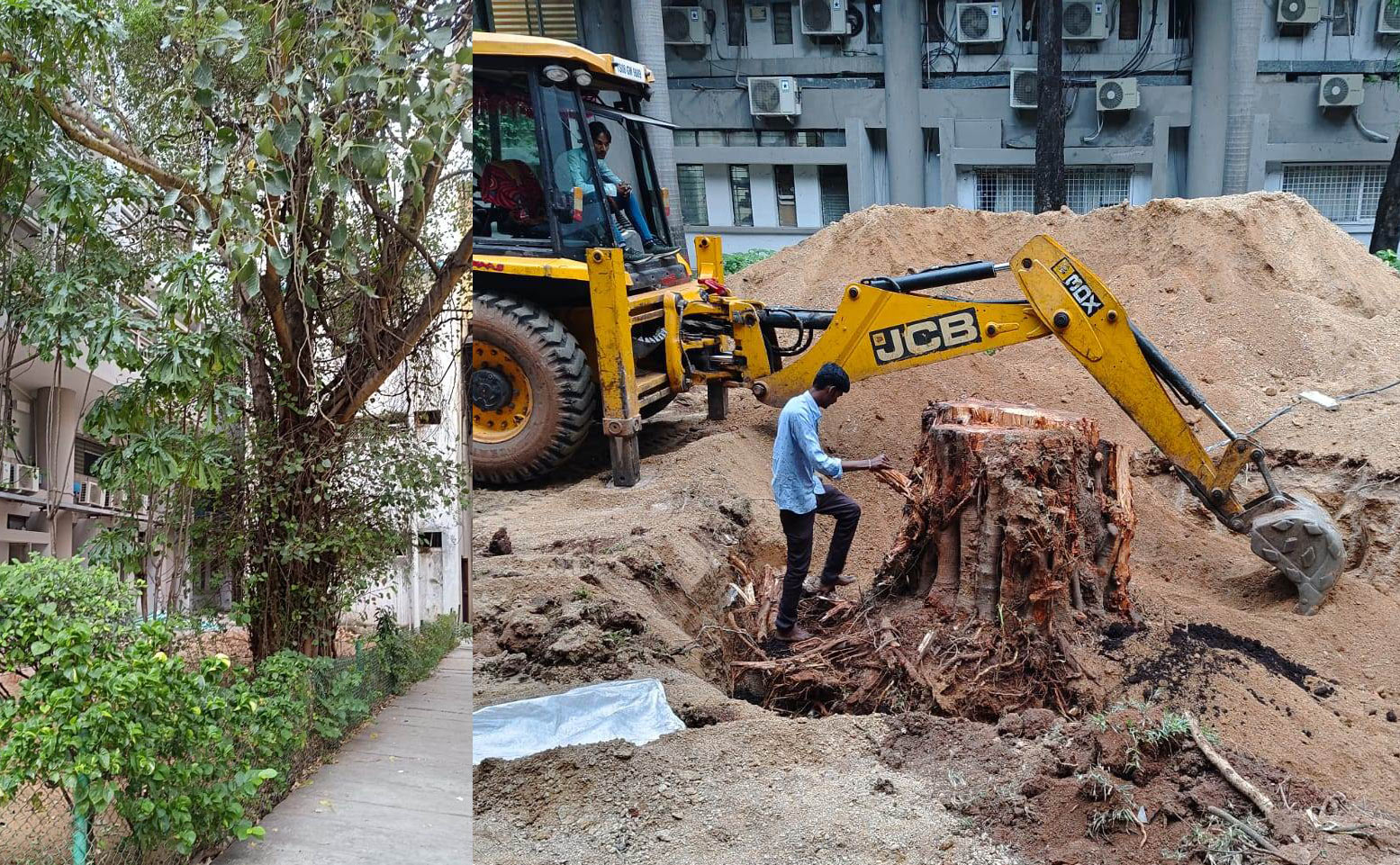 Hyderabad: 60-year-old tree Banyan tree safely translocated from Rail Nilayam