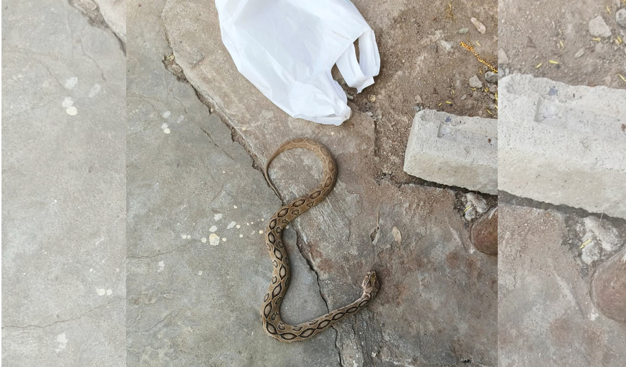 Kothagudem: Man kills Russell’s viper after bite, rushes to SCCL hospital with snake for treatment