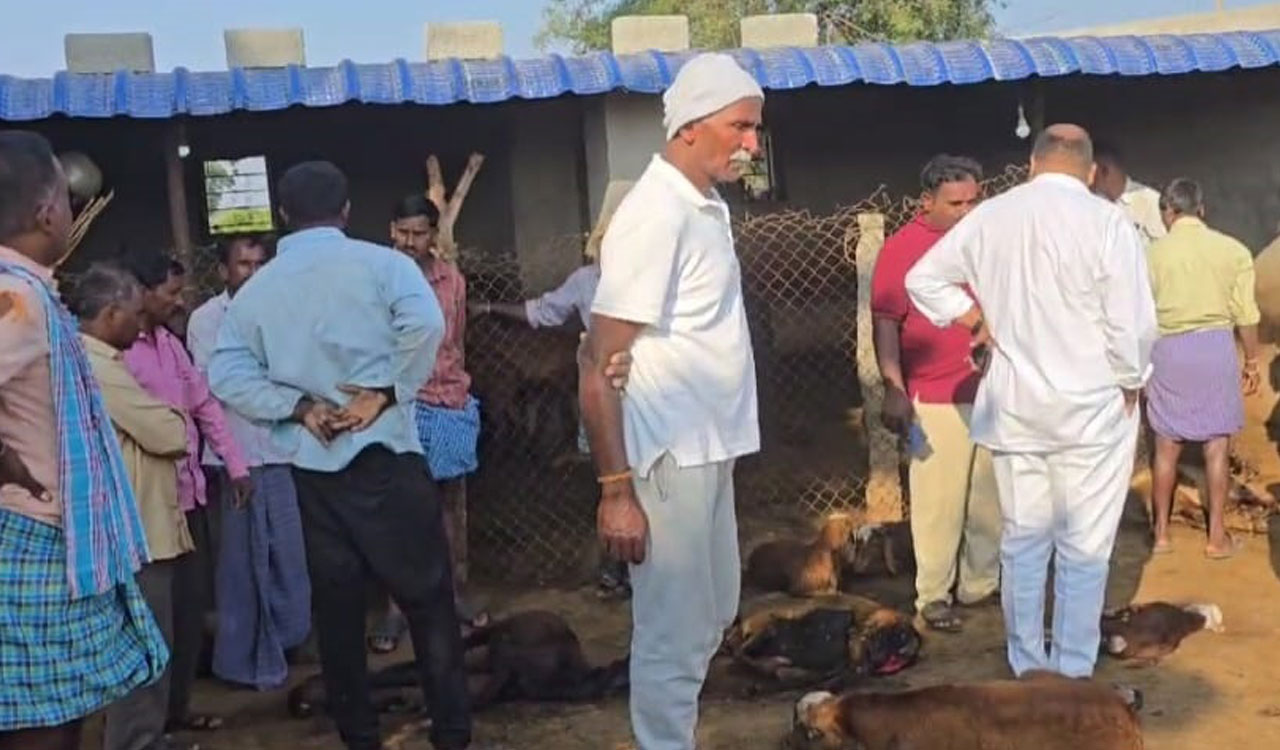40 sheep die in suspected Hyena attack in Telangana’s Siddipet district
