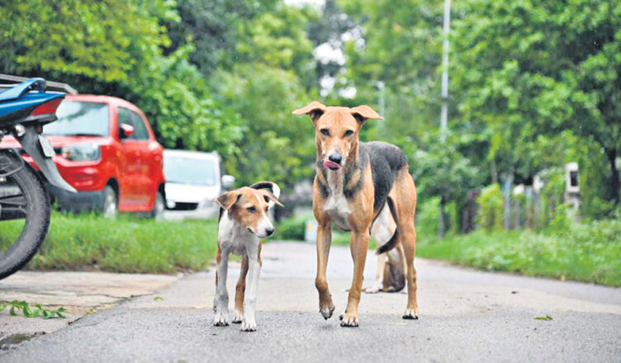 Youngster tries to ‘rape’ stray dog in Karnataka’s Chikkamagaluru, booked