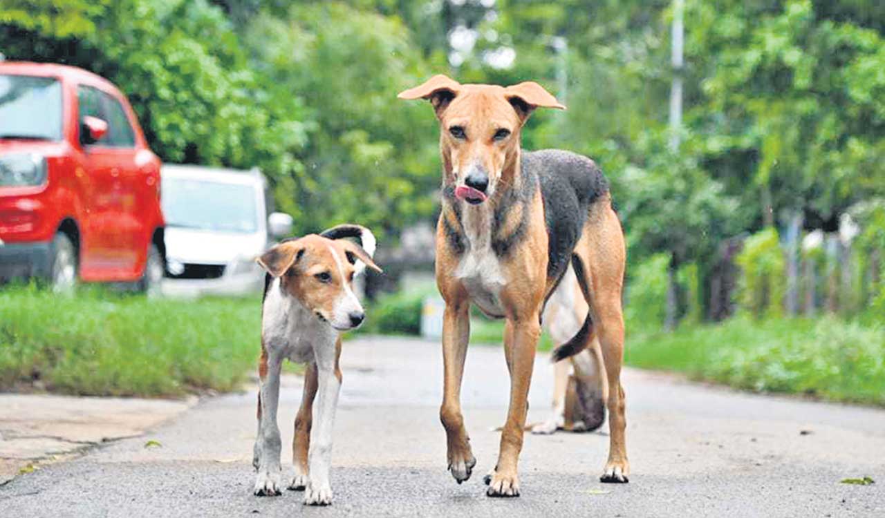 Street dog’s head gets stuck in jar while in search of water, freed after a week in Thane