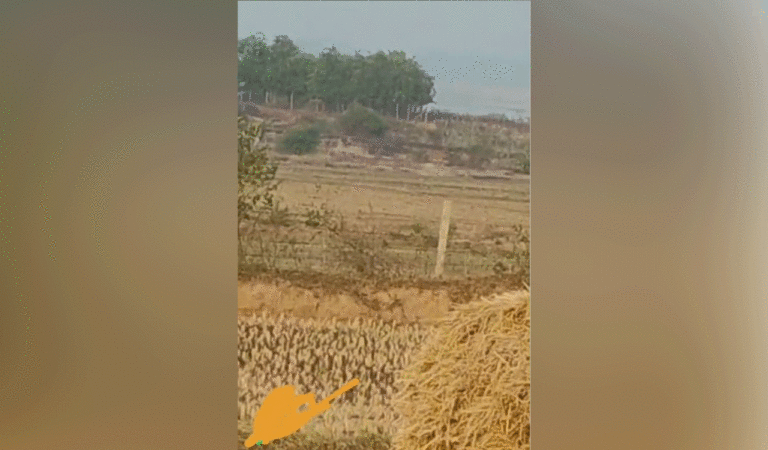 Woman killed by tiger: Cheque of Rs.10 lakh ex gratia given to family