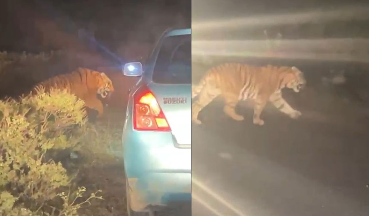 Watch: Tiger sighted near Laltekdi in Adilabad, people live in grip of fear