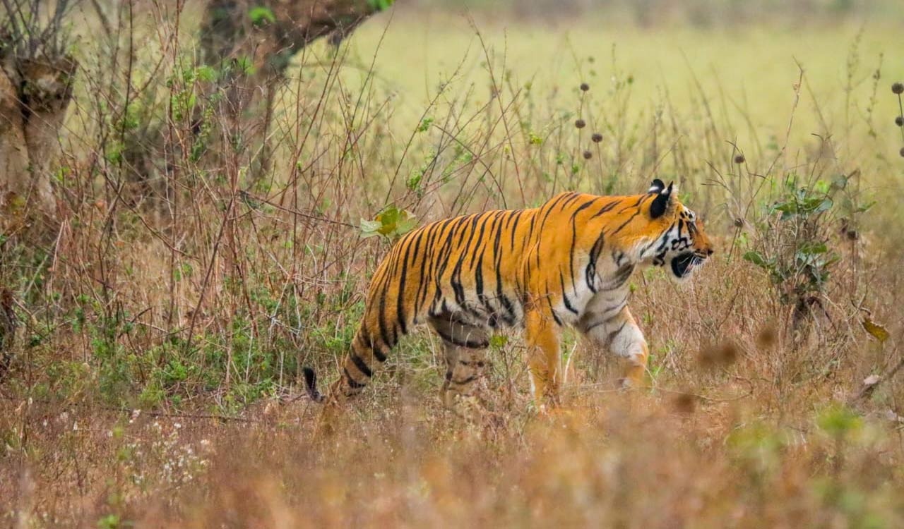 Tiger from MS continues to move in forests of Jainoor and Narnoor