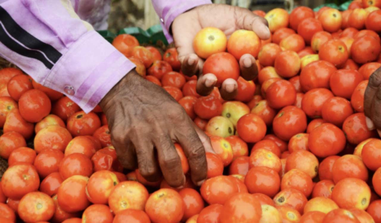 Tomato prices drop 22pc as fresh crop boosts supply