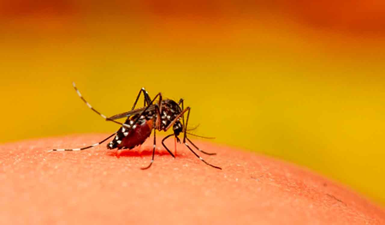 US travel advisory exposes how Telangana govt underreported Chikungunya ...