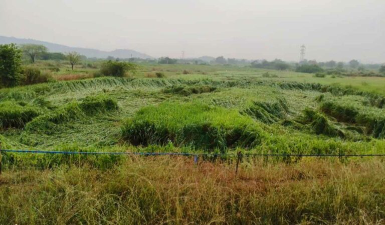 Unseasonal rains force paddy farmers to go for premature harvest in Telangana's Karimnagar